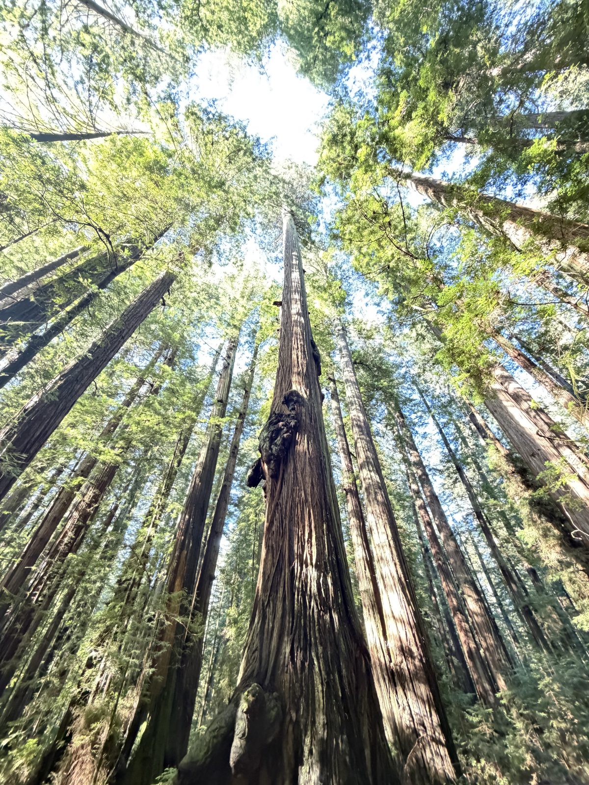 Redwood canopy seen looking upward