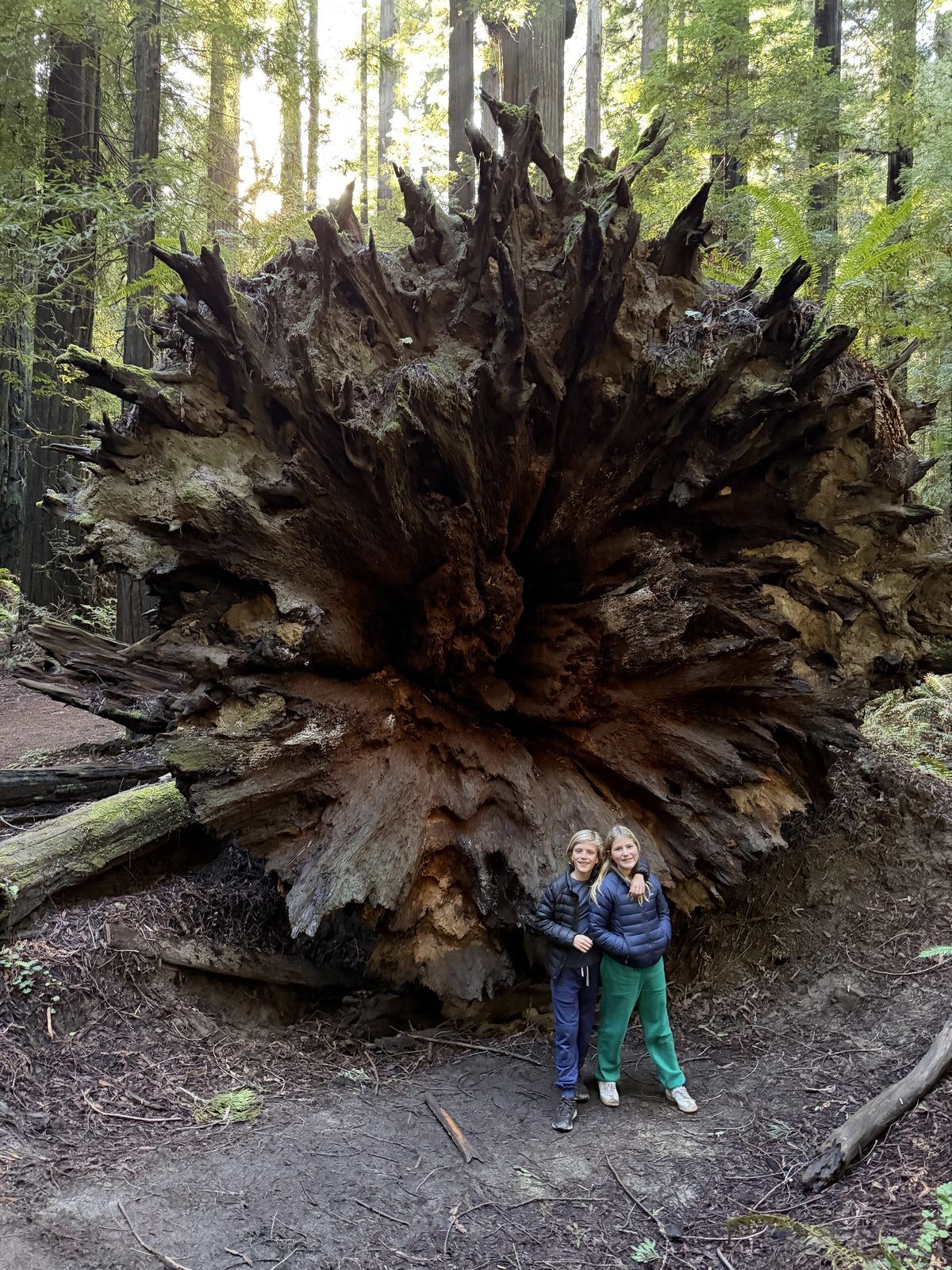 An uprooted redwood with a person for scale