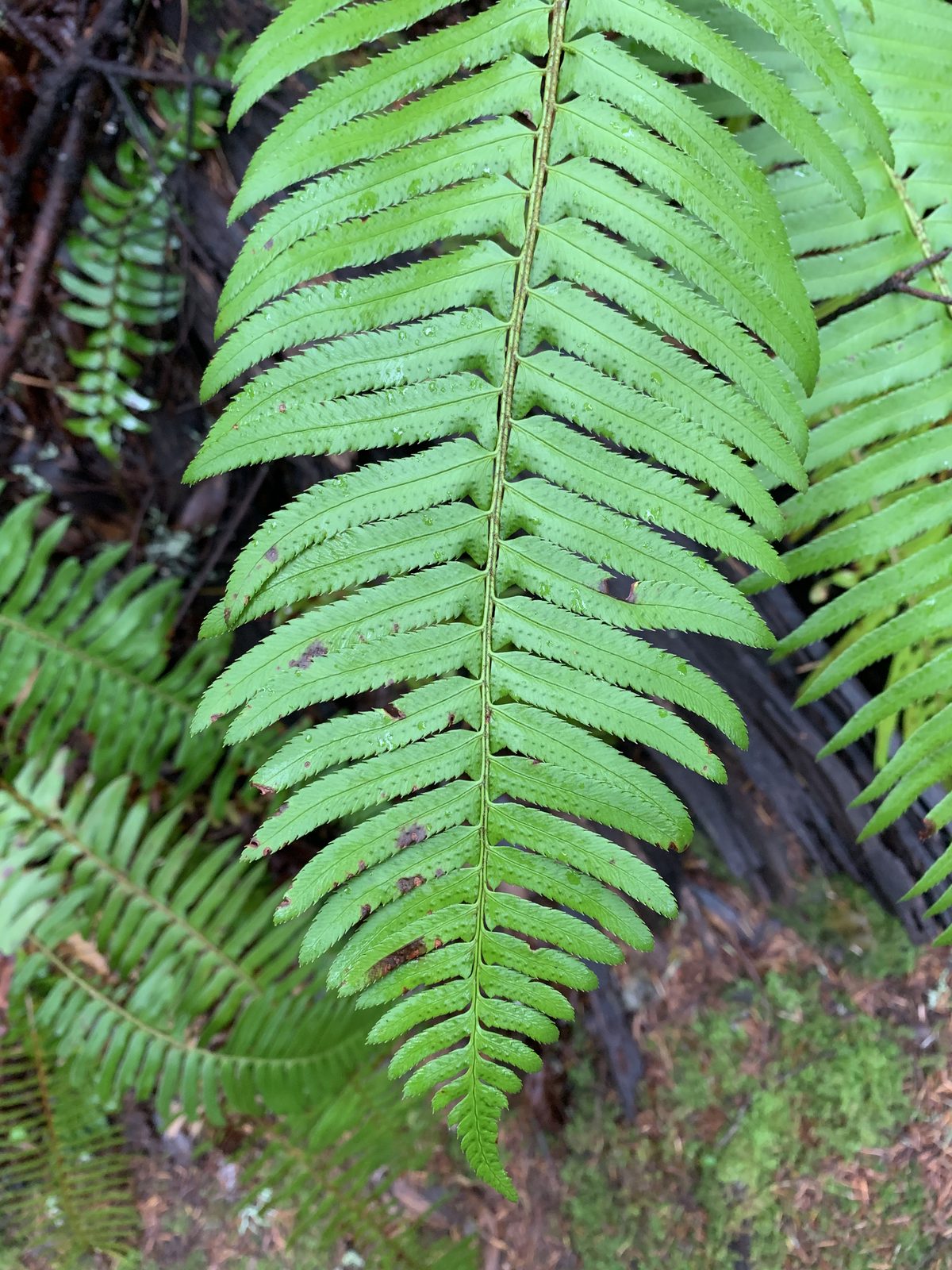 Close view of green fern fronds