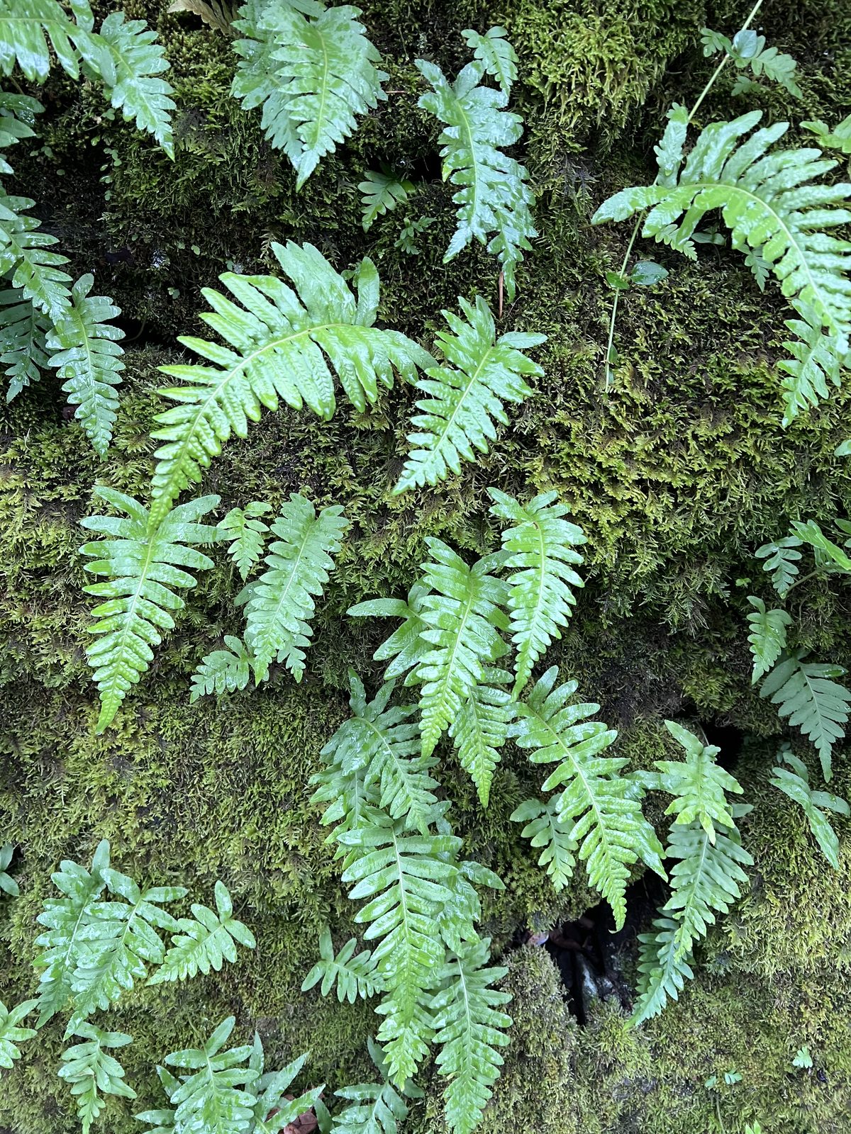 Ferns covering the forest floor