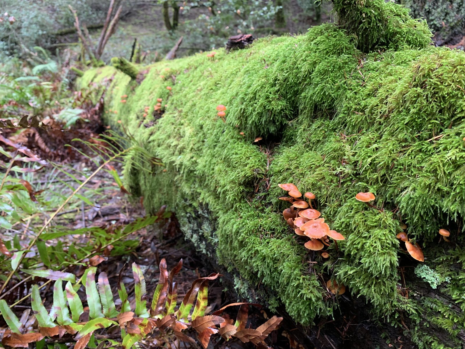 A moss-covered fallen log on the forest floor