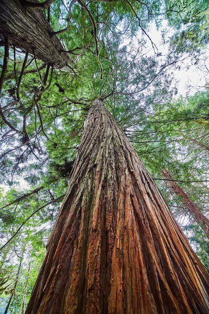 Looking straight up the trunk of an ancient redwood