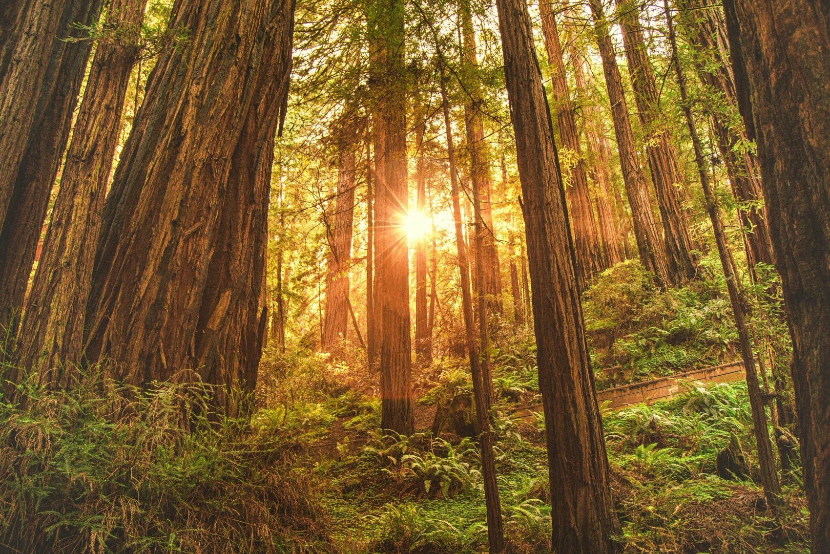 Low sun glowing through a redwood grove