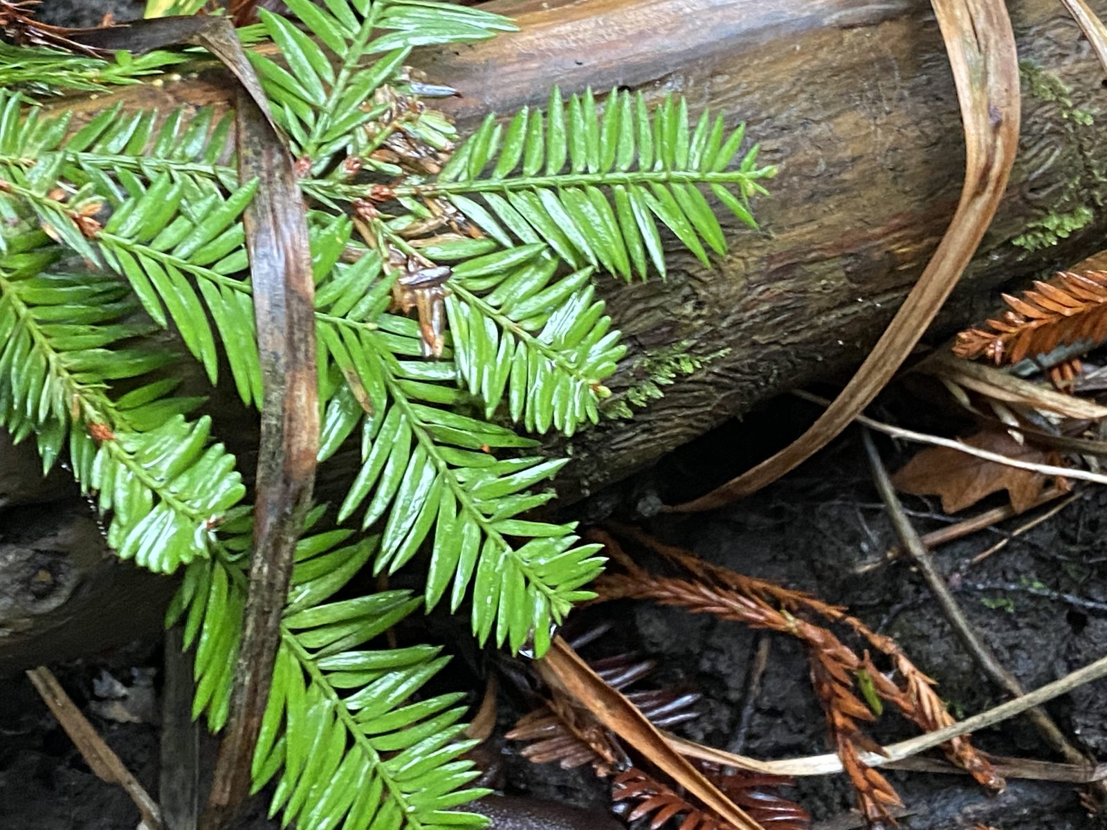Sprays of green coast redwood foliage over a fallen log on the forest floor