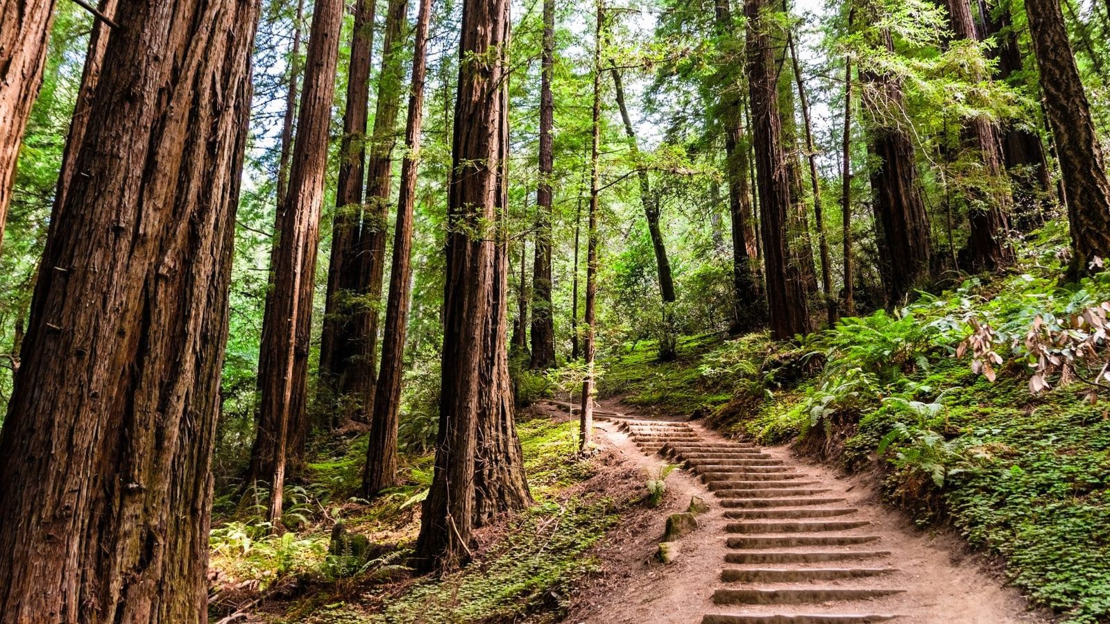 A narrow trail through a redwood grove
