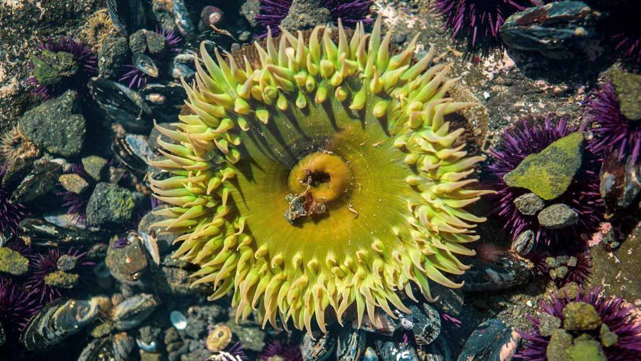 A green sea anemone seen from above, ringed by purple sea urchins and mussels