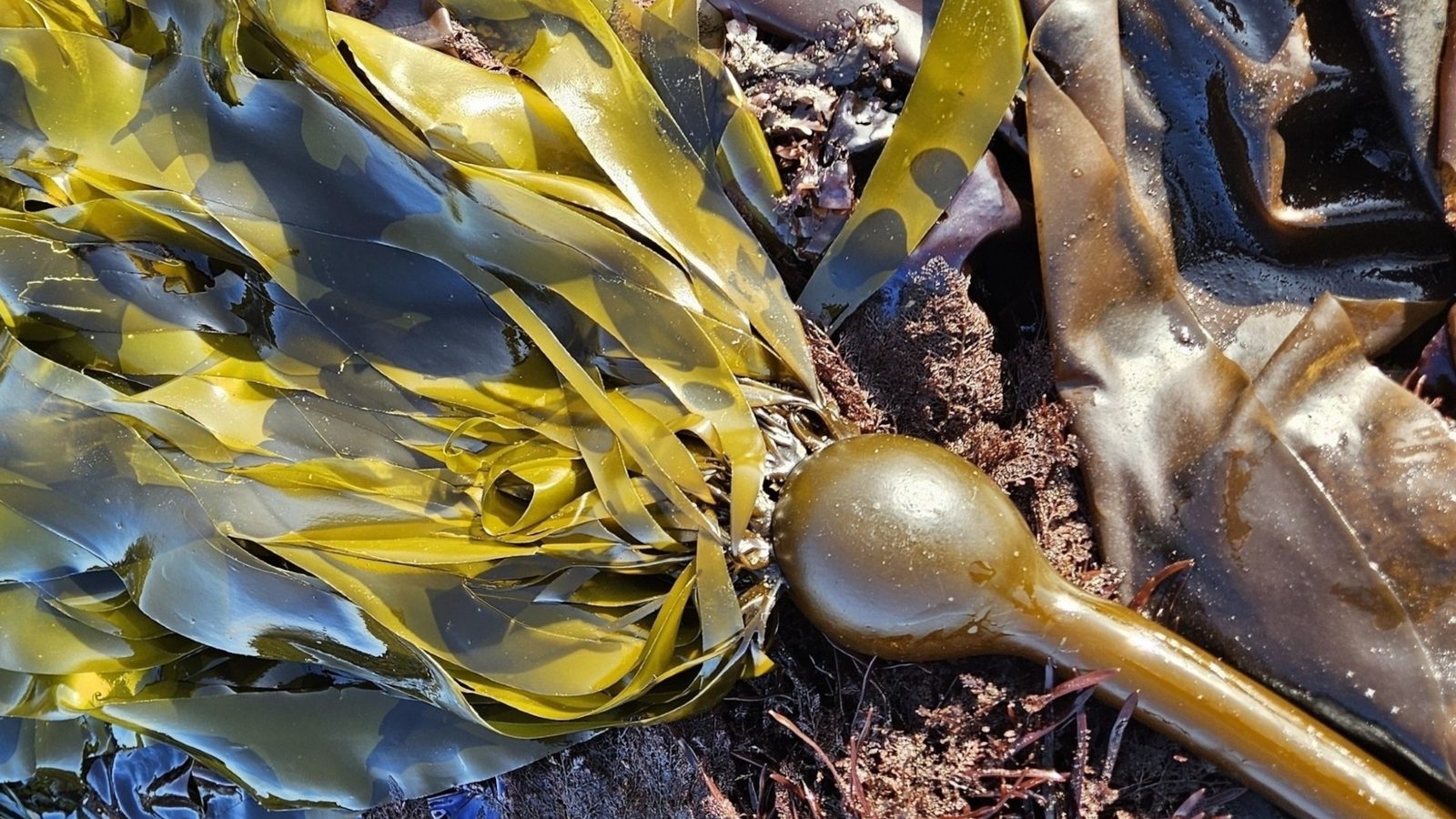 A length of bull kelp on coastal rocks