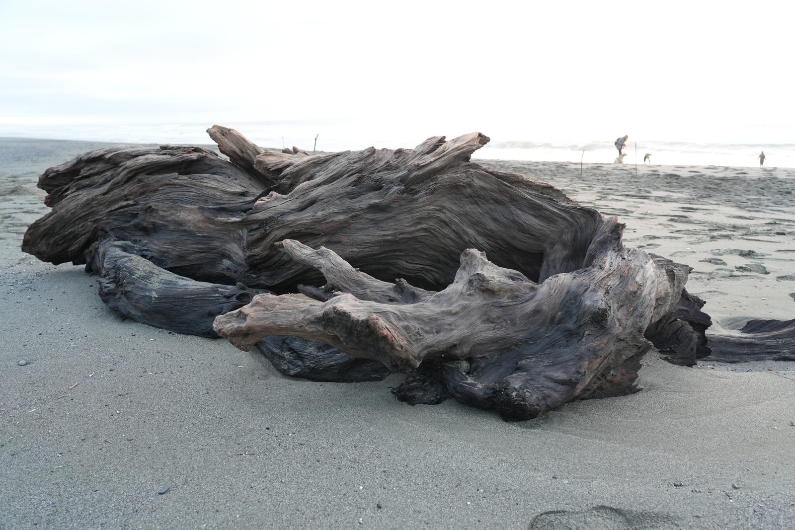 A pile of bleached driftwood on a beach