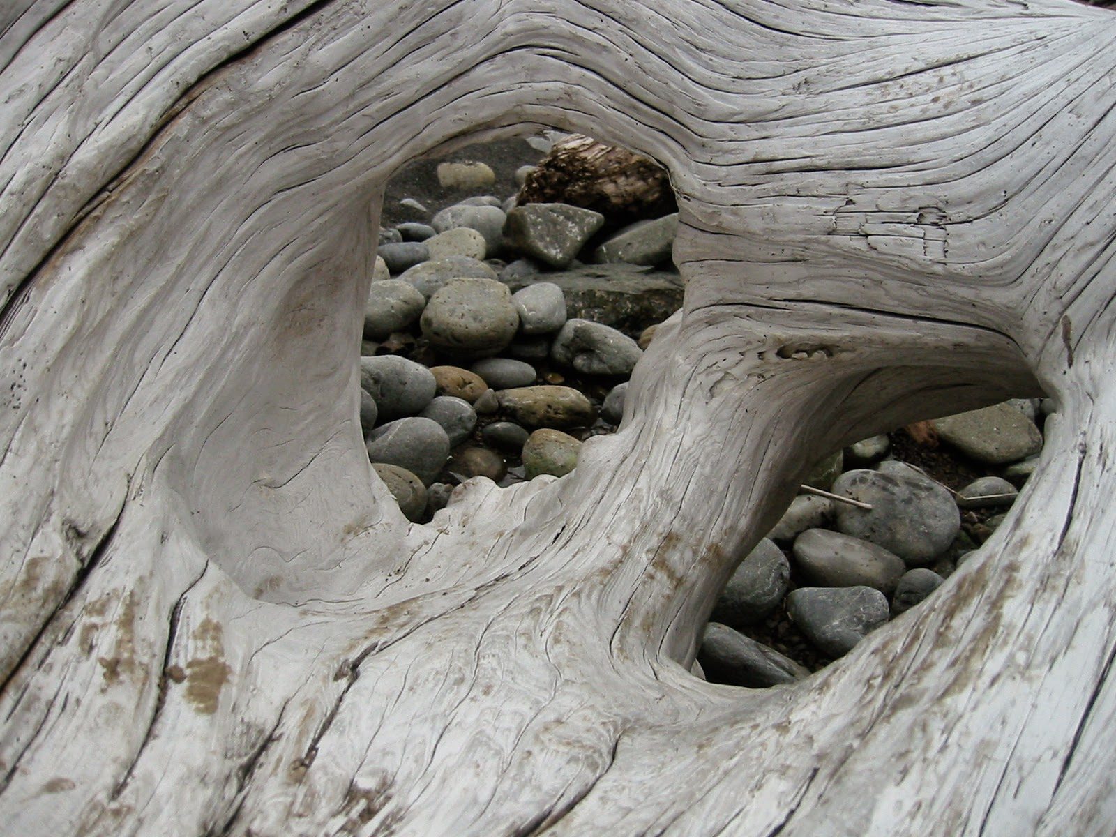 Smooth stones nestled in the hollows of a driftwood log