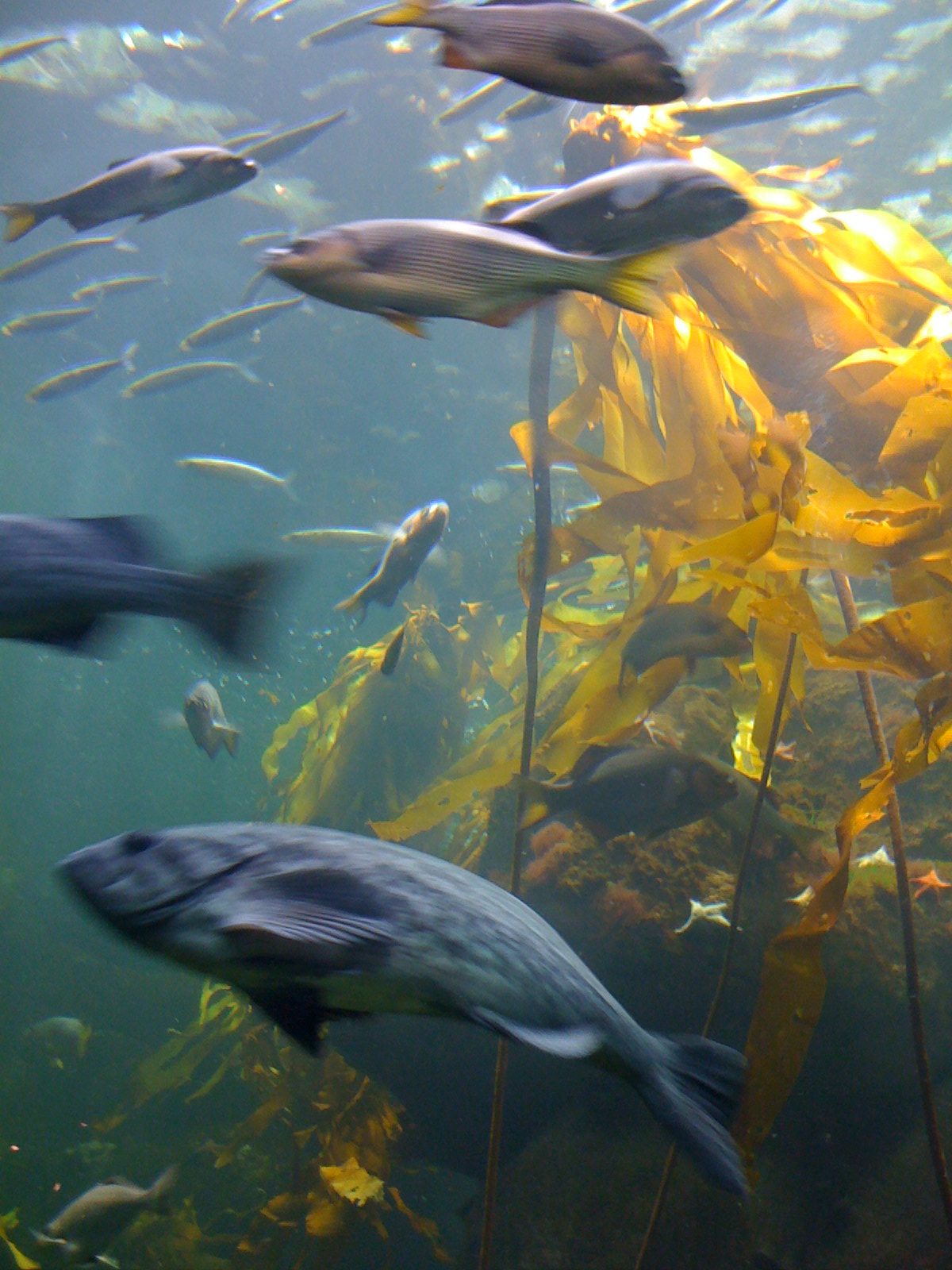Kelp underwater with fish swimming through