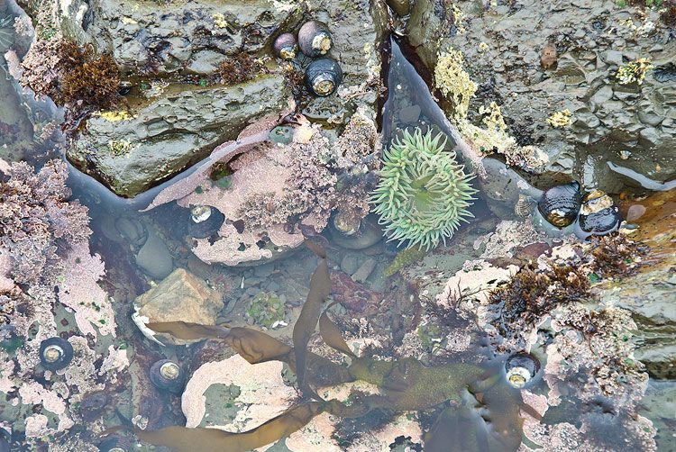 A tide pool at low tide with a green anemone, turban snails, mussels and pink coralline algae